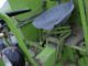 1971 Claas  Compact 25 combines two mowing m GVW 2600 Agricultural vehicle Combine harvester photo 3