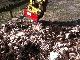 2012 Other  Root rat MS 08, clearing tree stump TOP Construction machine Other substructures photo 2