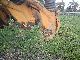 2012 Amazone  D7 Agricultural vehicle Seeder photo 2